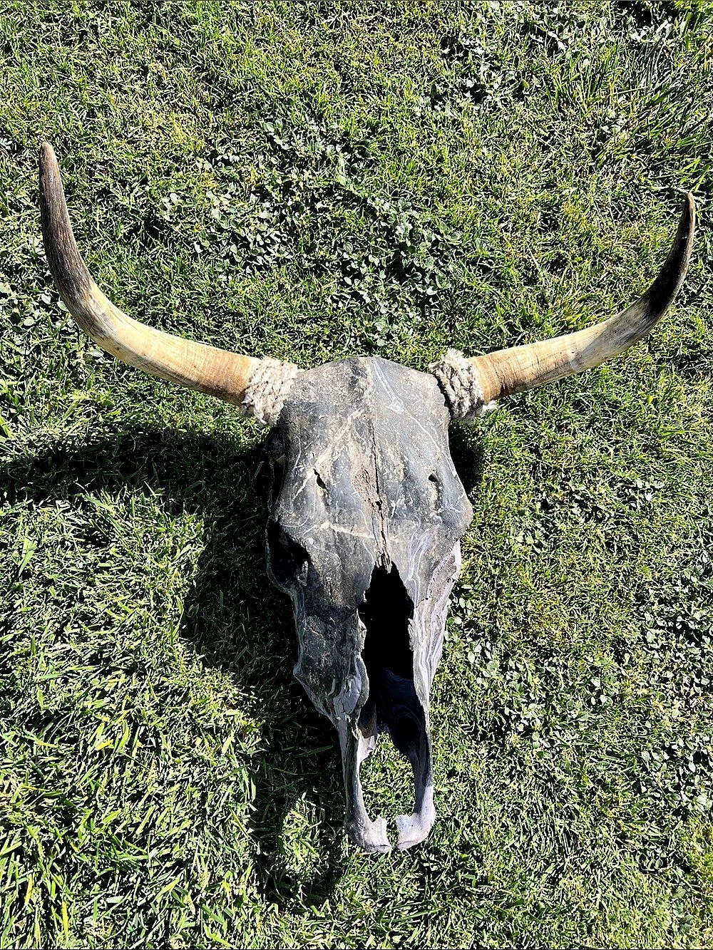Longhorn Skull Wall Decor